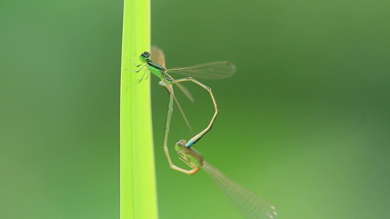 Ischnura(蜻蜓)交配视频素材