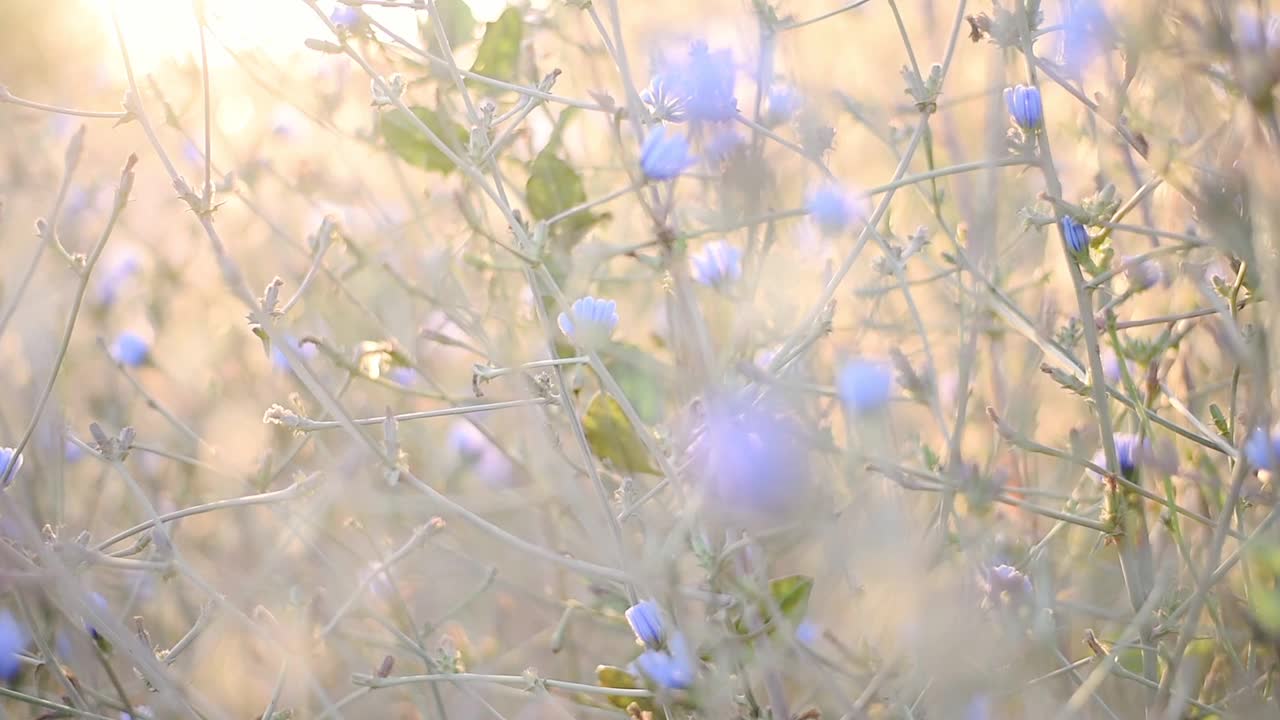 美丽而野生的紫色春花在日出期间盛开-微距拍摄视频素材