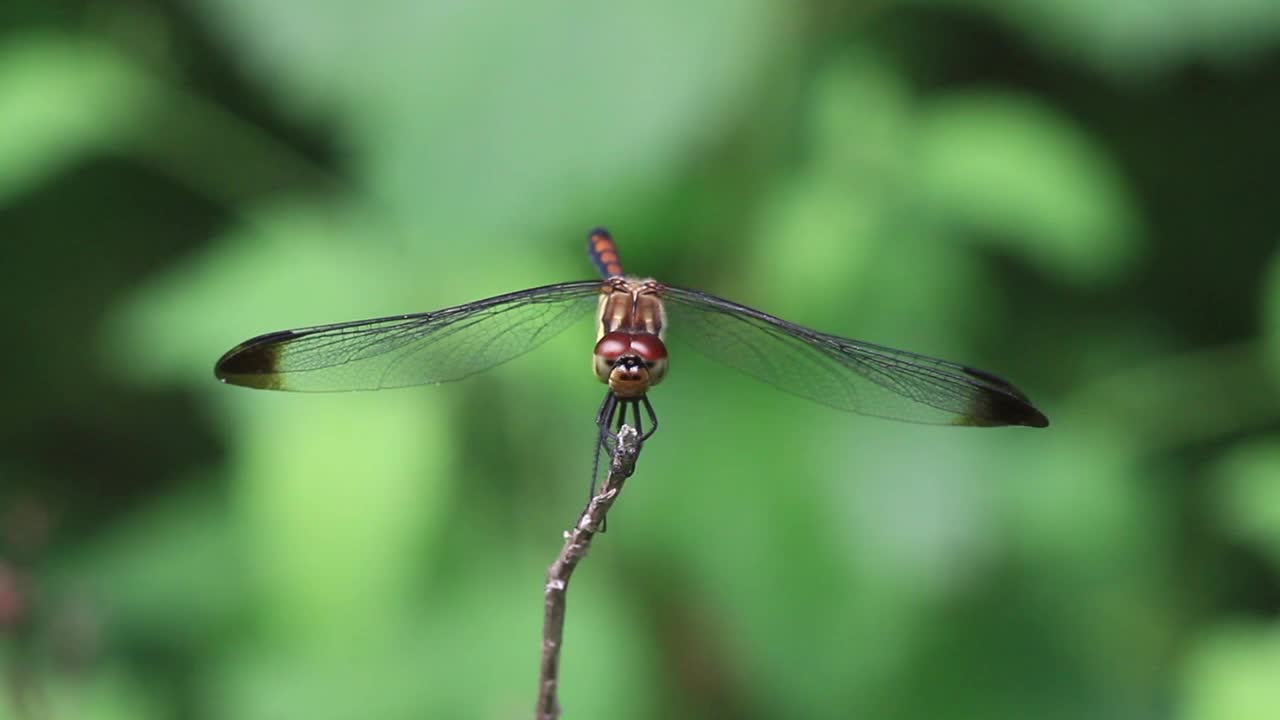 Sympetrum infuscatum(蜻蜓)视频素材