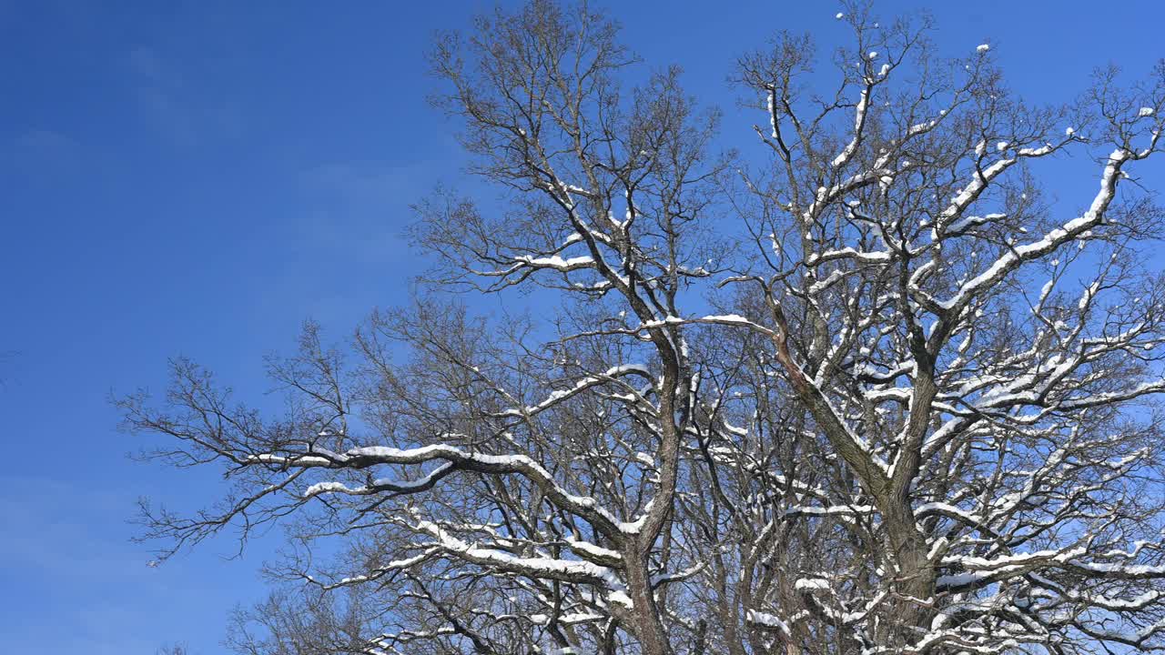 白雪覆盖的橡树视频素材