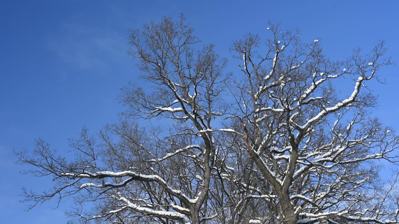 白雪覆盖的橡树视频素材