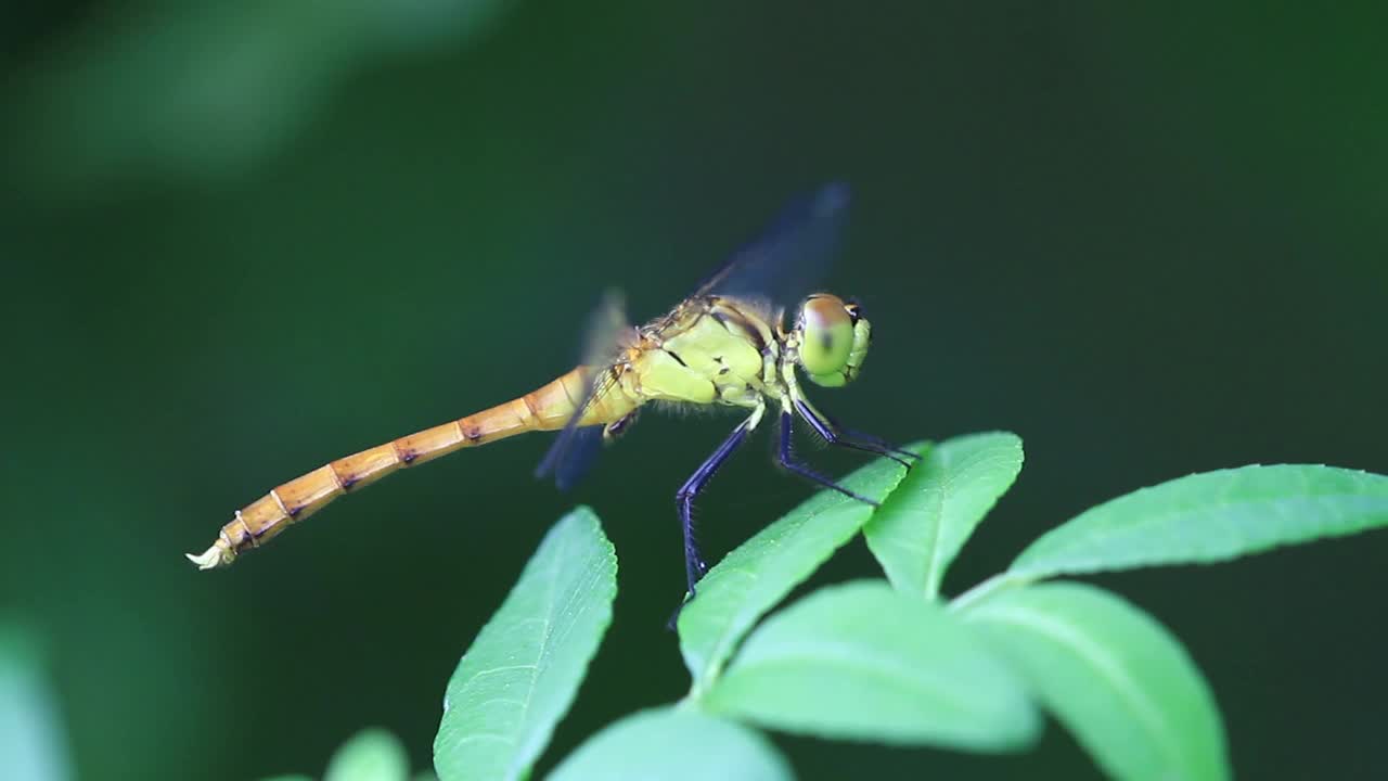 Sympetrum eroticum(蜻蜓)视频素材