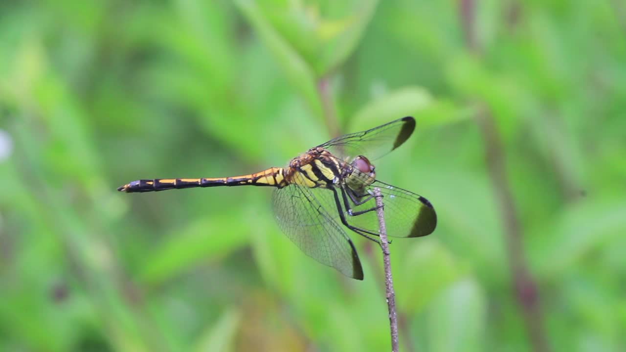 Sympetrum infuscatum(蜻蜓)视频素材