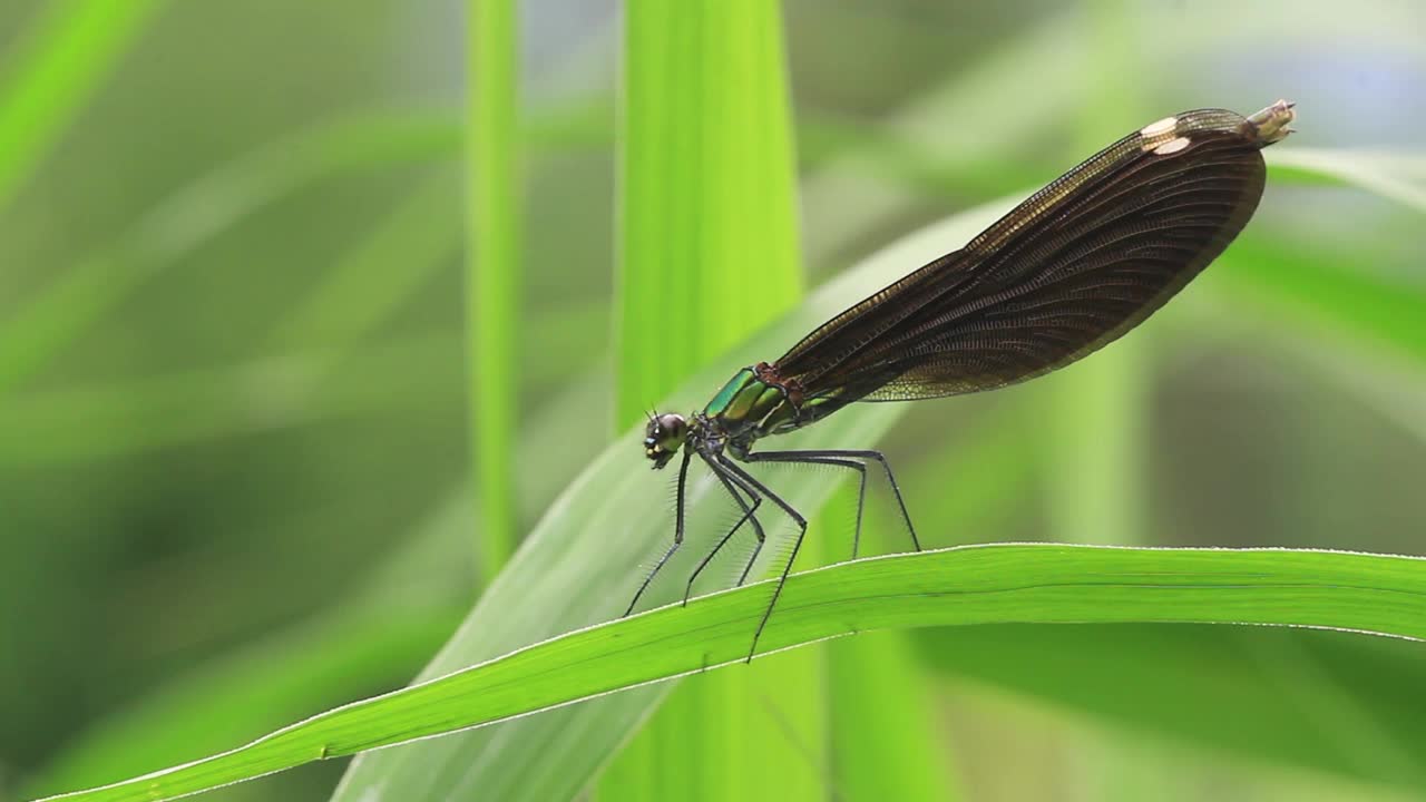 Calopteryx(蜻蜓)视频素材