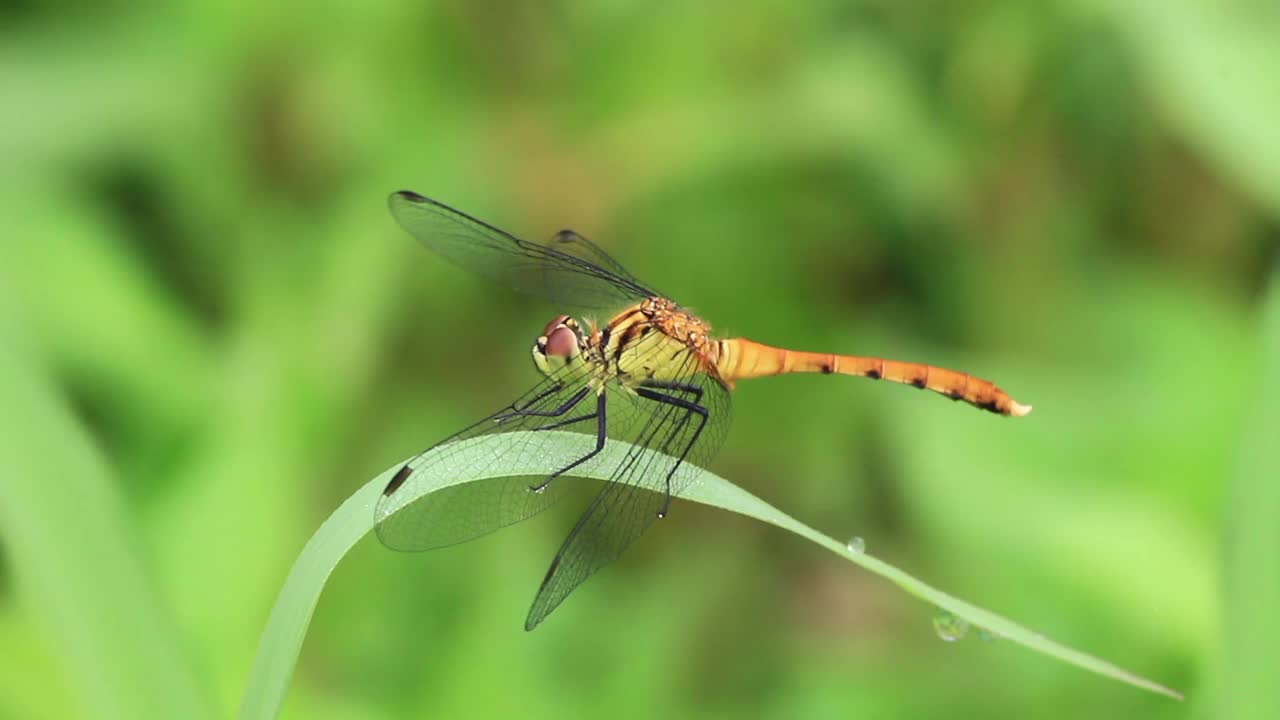 Sympetrum eroticum(蜻蜓)视频素材