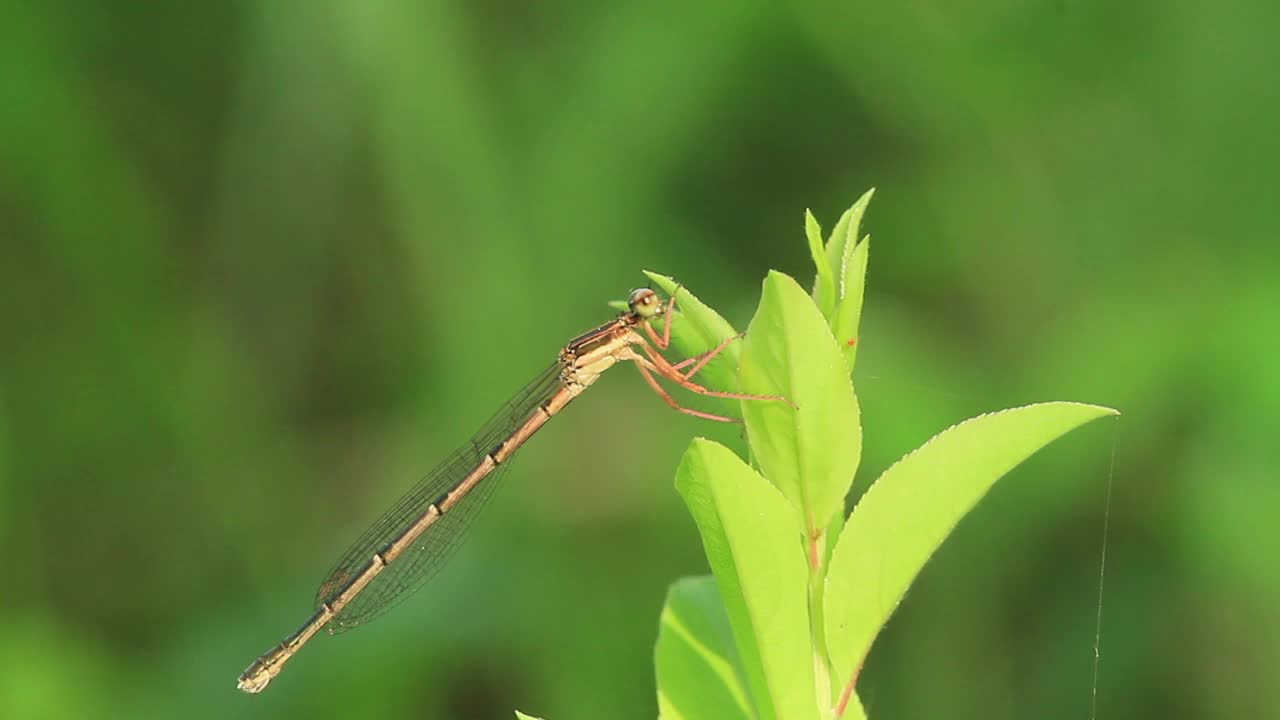 《蜻蜓》视频素材