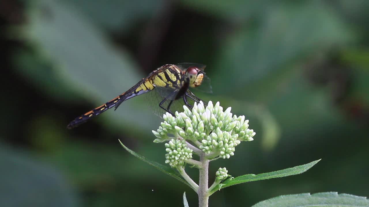 Sympetrum infuscatum(蜻蜓)视频素材