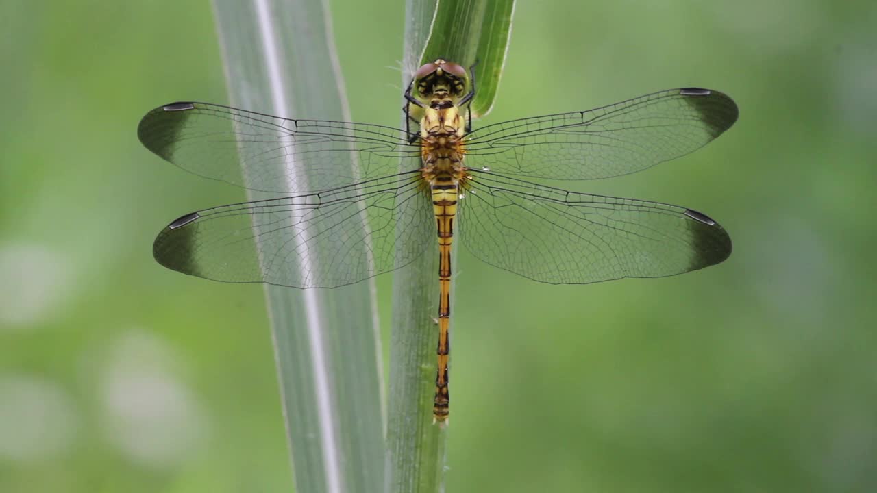 Sympetrum infuscatum(蜻蜓)视频素材