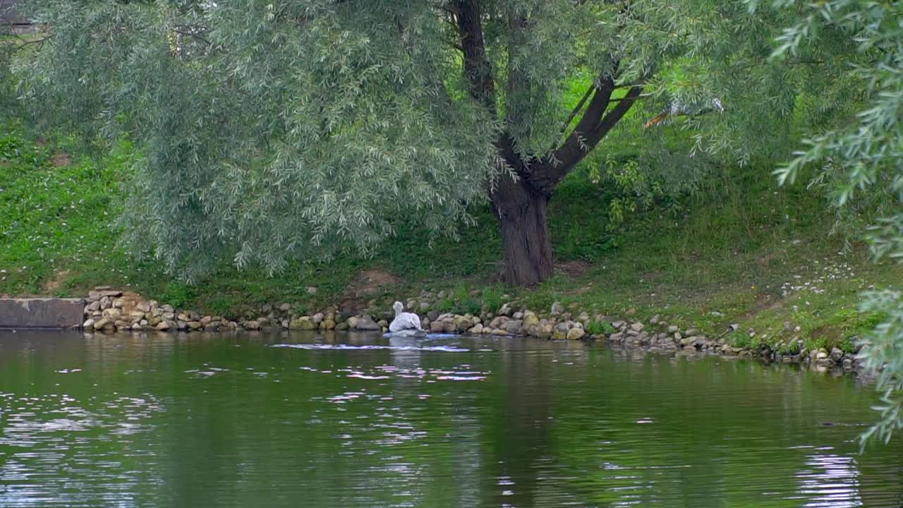 一只白色的鹈鹕在池塘里游泳。湖里有鸟。河上有柳树。视频素材