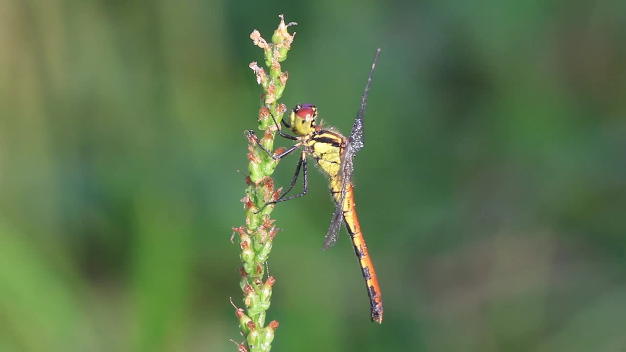 Sympetrum infuscatum(蜻蜓)视频素材