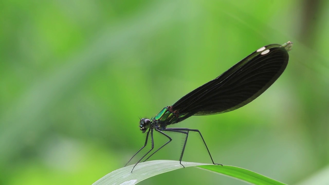 Calopteryx(蜻蜓)视频素材