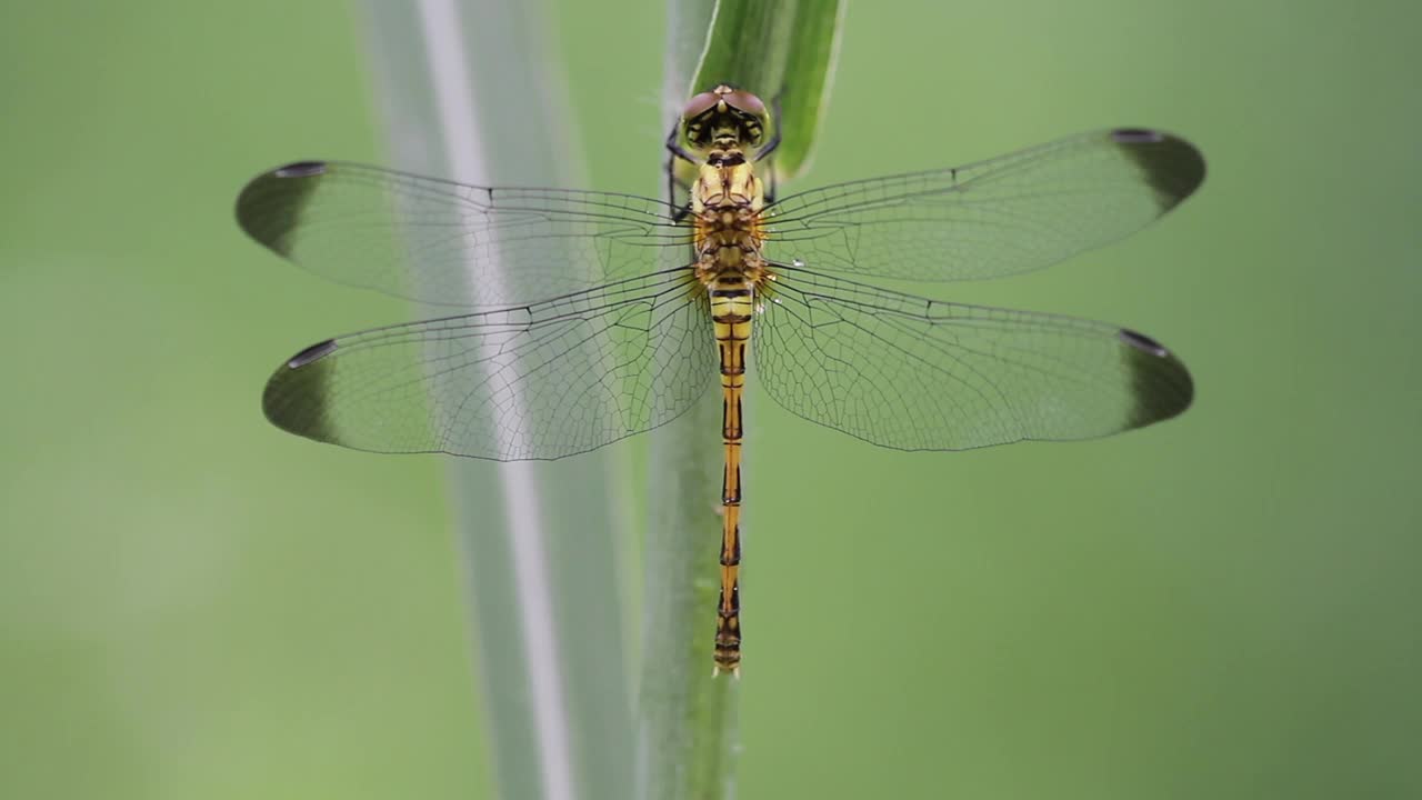 Sympetrum infuscatum(蜻蜓)视频素材