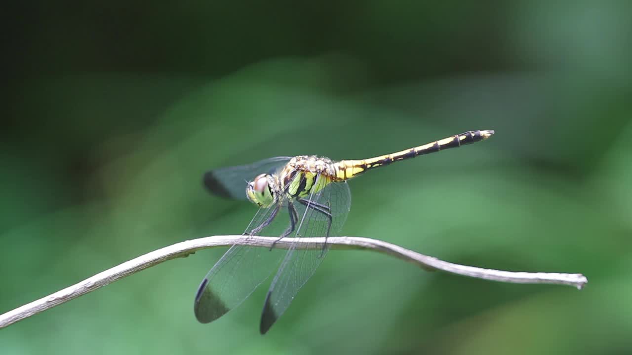 Sympetrum infuscatum(蜻蜓)视频素材