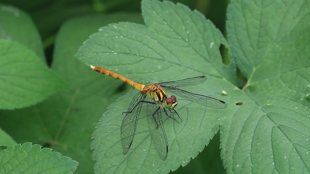 Sympetrum eroticum(蜻蜓)视频素材