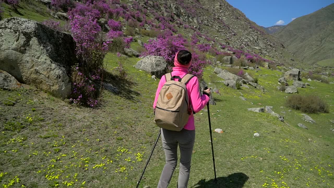 旅行家女人背着背包走在高山的花山上视频素材