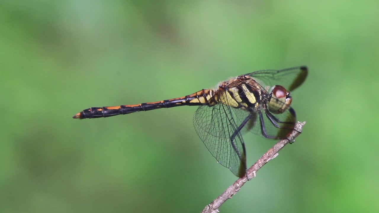 Sympetrum infuscatum(蜻蜓)视频素材