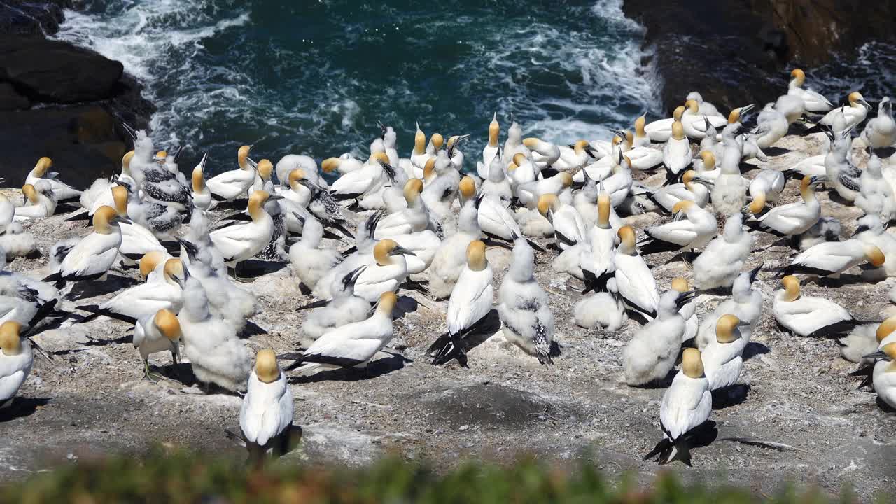 Muriwai塘鹅的殖民地视频素材