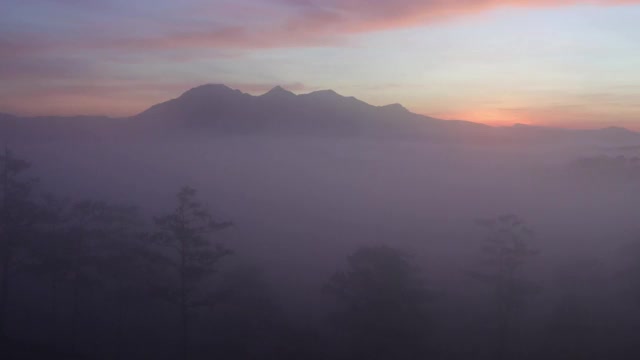 松林山谷在薄雾阳光清晨视频素材