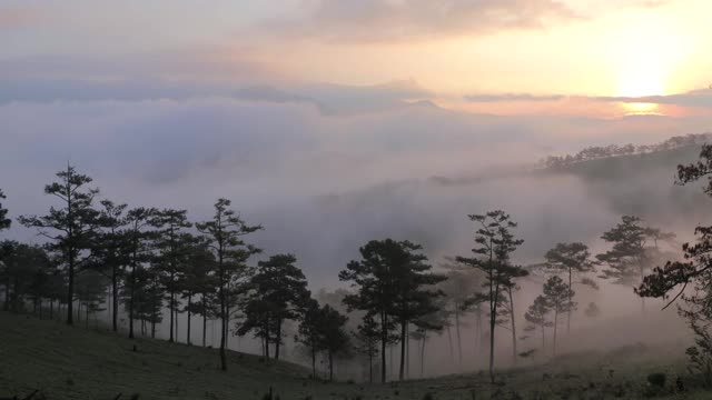 松林山谷在薄雾阳光清晨视频素材