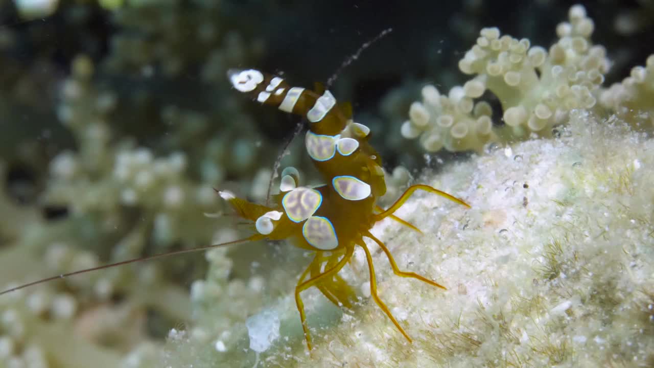 菲律宾海海底珊瑚礁上的白色条纹玻璃虾清洁剂。视频素材