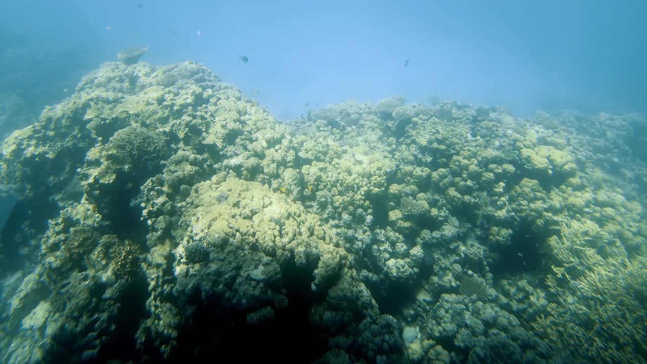 珊瑚礁景观红海视频素材