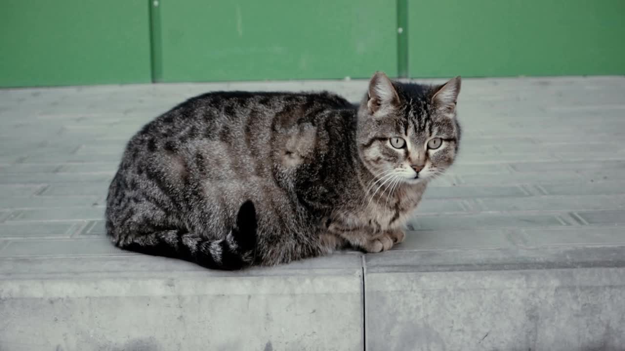 猫在商场的楼梯上等着视频素材