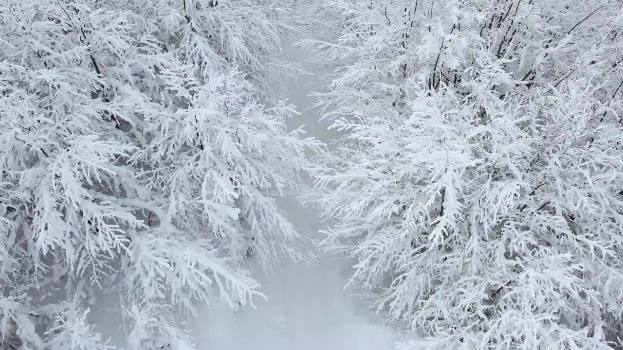 树枝上结满了雪白的白霜，俯在小路上。冬季美景俯视图。视频素材