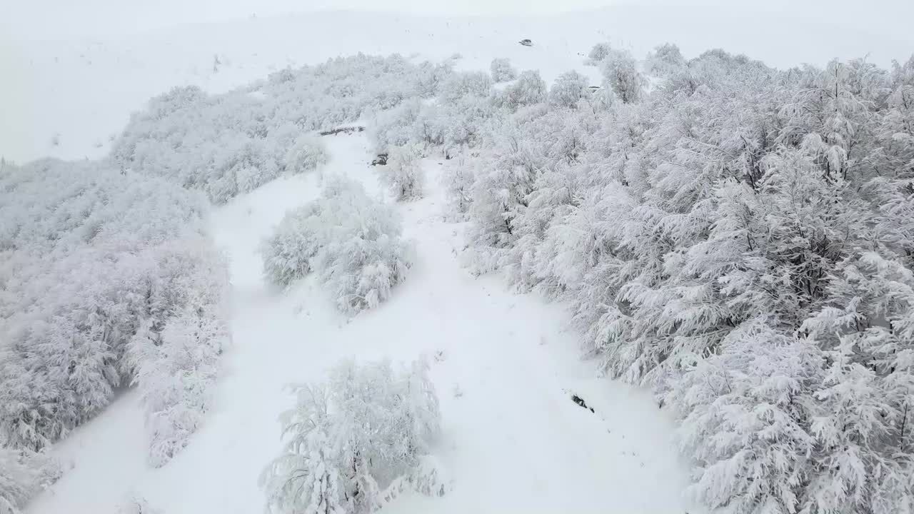 白雪皑皑的山坡和树木覆盖着白雪和白霜。寒假在山上。视频素材