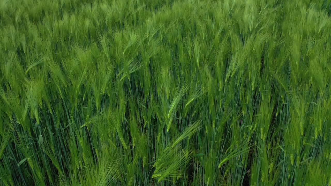 绿色的小穗的背景。夏季在田里生长的农业植物。在风中运动有机植物。特写镜头。相机移动回来。视频素材