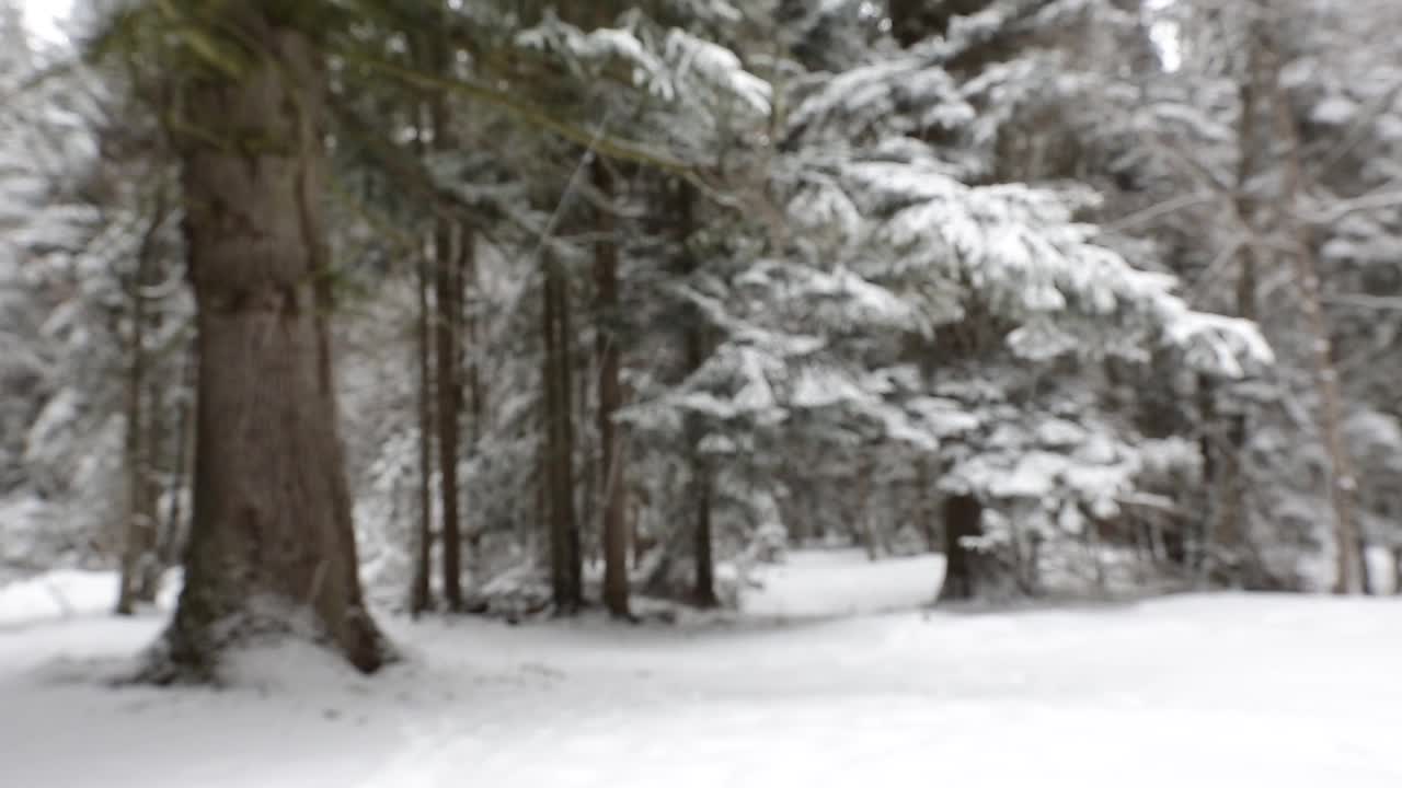 雪花落在冷杉树枝上视频素材