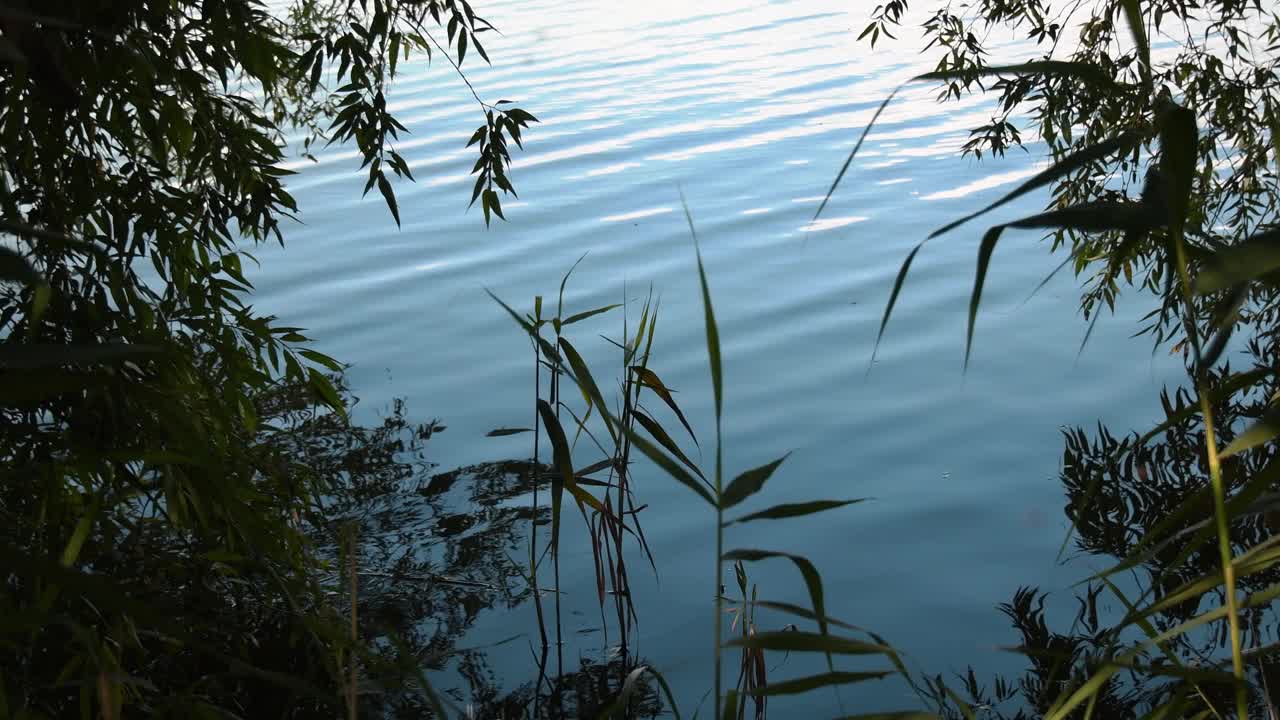 附近生长的绿色植物和树木使湖水表面泛起涟漪视频素材