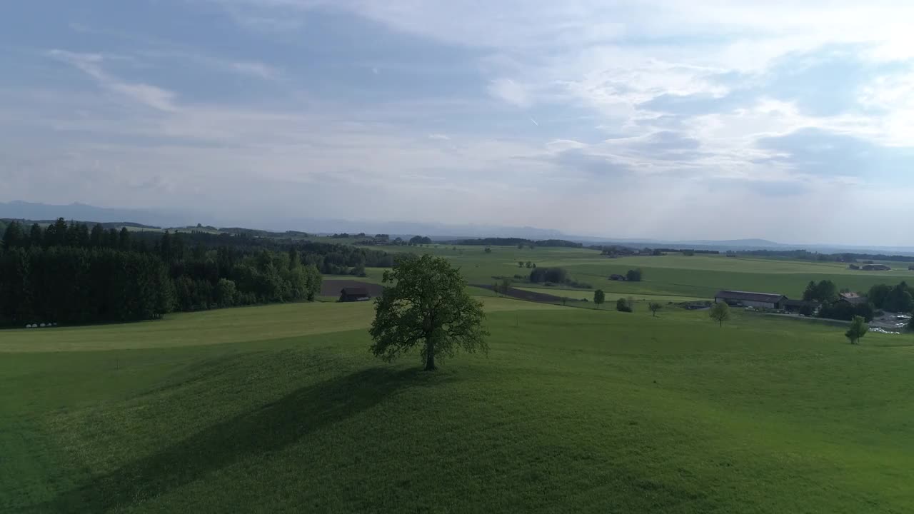 一棵橡树，坐落在绿色草地上的一座小山上视频素材