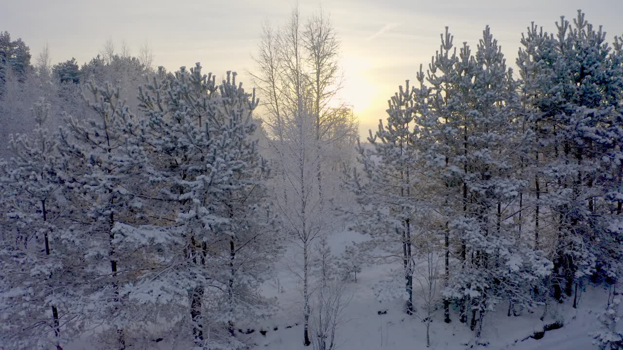 冬季森林自然景观在一个晴朗的日子。树在积雪覆盖的森林和阳光照耀树之间视频下载