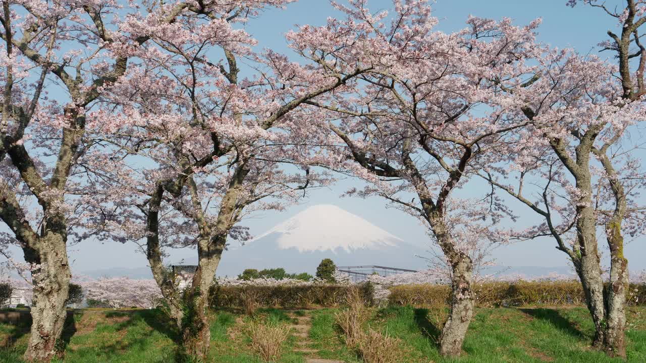 樱花环绕的富士山(放大)视频素材