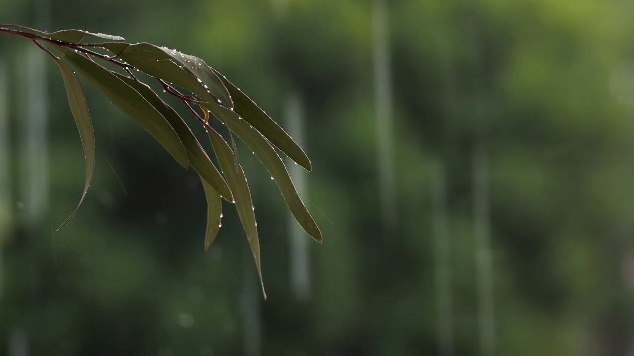 雨滴近距离聚焦背景视频素材