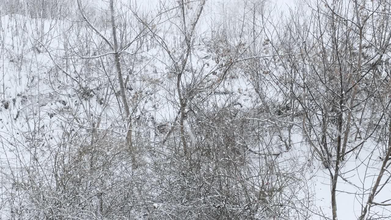 2 .自然的降雪在森林里，美丽的雪花落在树上，冬天的背景，冬天寒冷，潮湿的雪视频素材