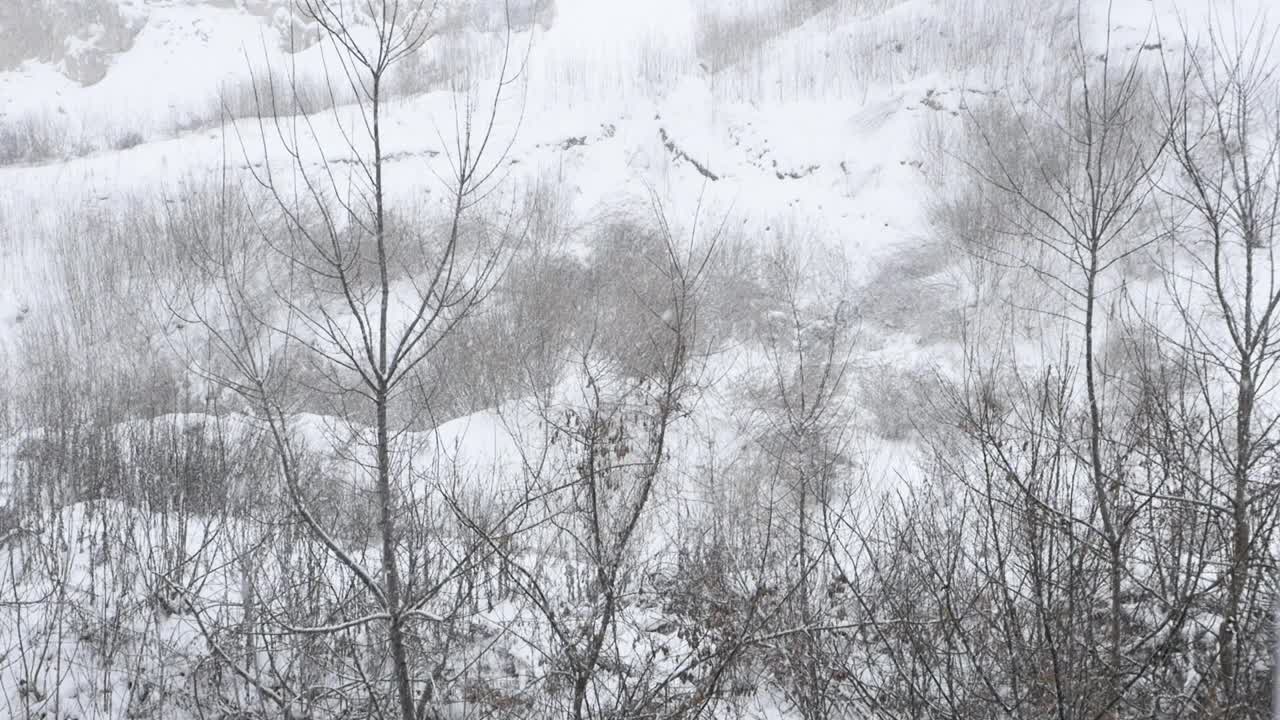 降雪在森林，美丽的自然雪花，气象，冬天寒冷，潮湿的雪，冬天的背景视频素材