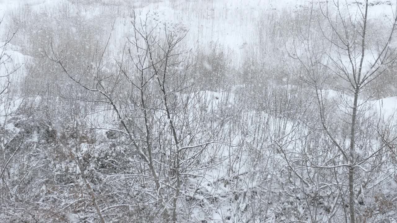 天然林中有暴风雪，雪湿，气象学上，森林中有厚重的大雪。冬天的背景。冬天cold.2视频素材