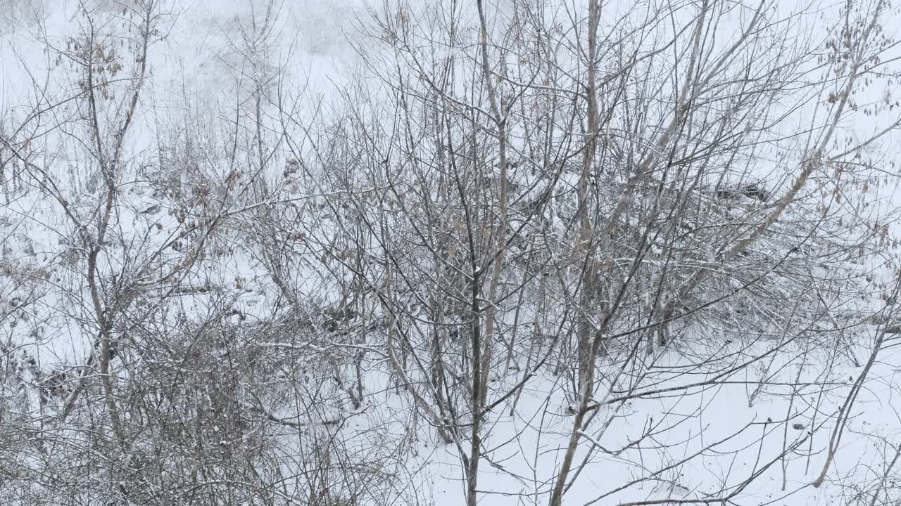 大自然冬天在美丽的森林里，飘落的雪花，湿漉漉的雪花，冬天很冷视频素材