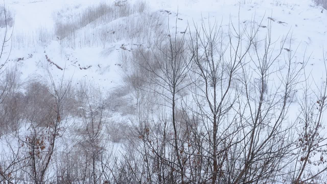 冬季在天然降雪的森林林间有小树林，冬季背景白雪皑皑，伴着风雪，冬季寒冷，气象学视频素材