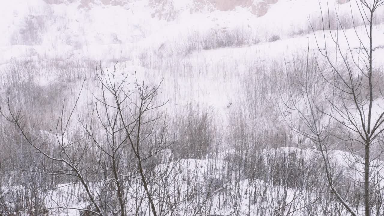 天然森林冬季背景有降雪，森林里雪花纷飞，雪湿，冬季寒冷。Meteorology.2视频素材