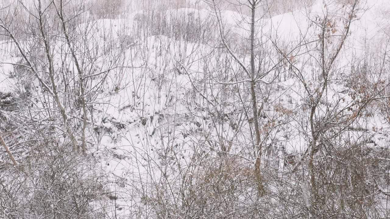 森林里的雪暴风雪，湿漉漉的雪，天然的雪花，严冬的镜头视频素材