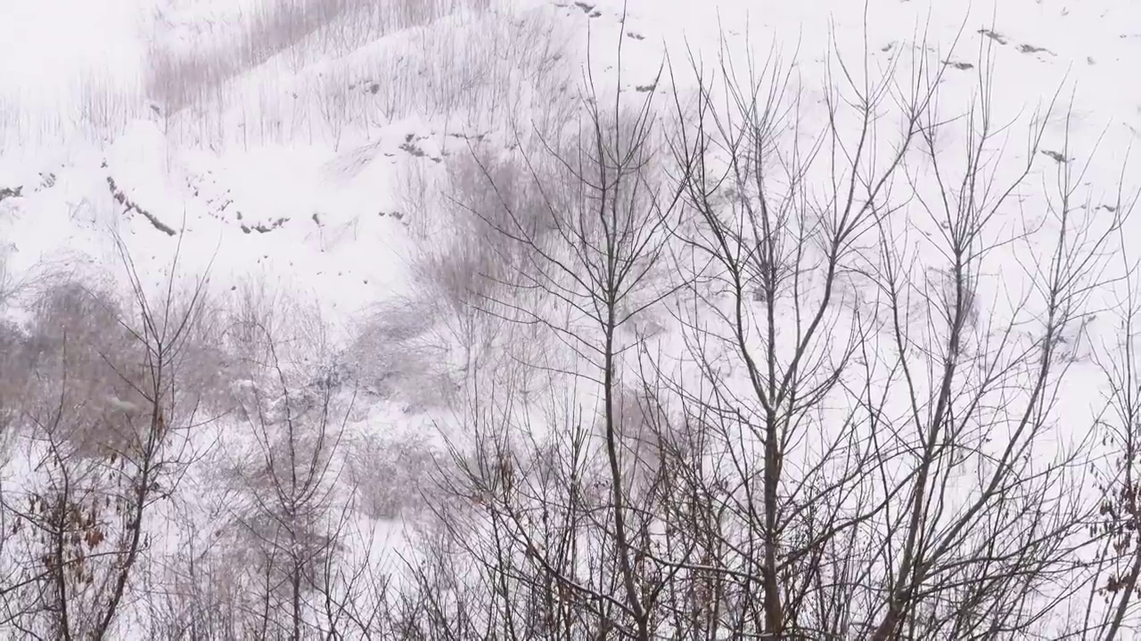 冬季暴风雪，雪景在天然森林中，冬季白雪皑皑，冬季景色优美视频素材