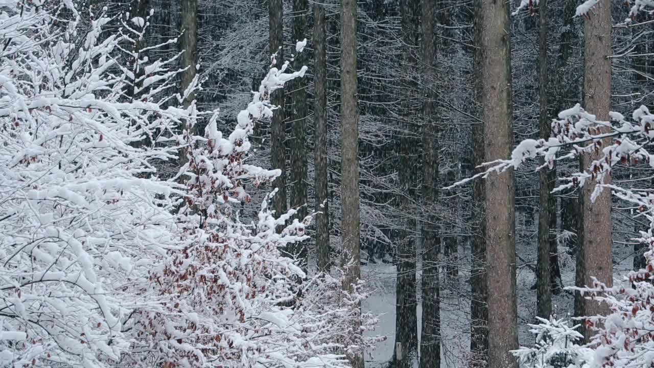 森林里下大雪视频素材