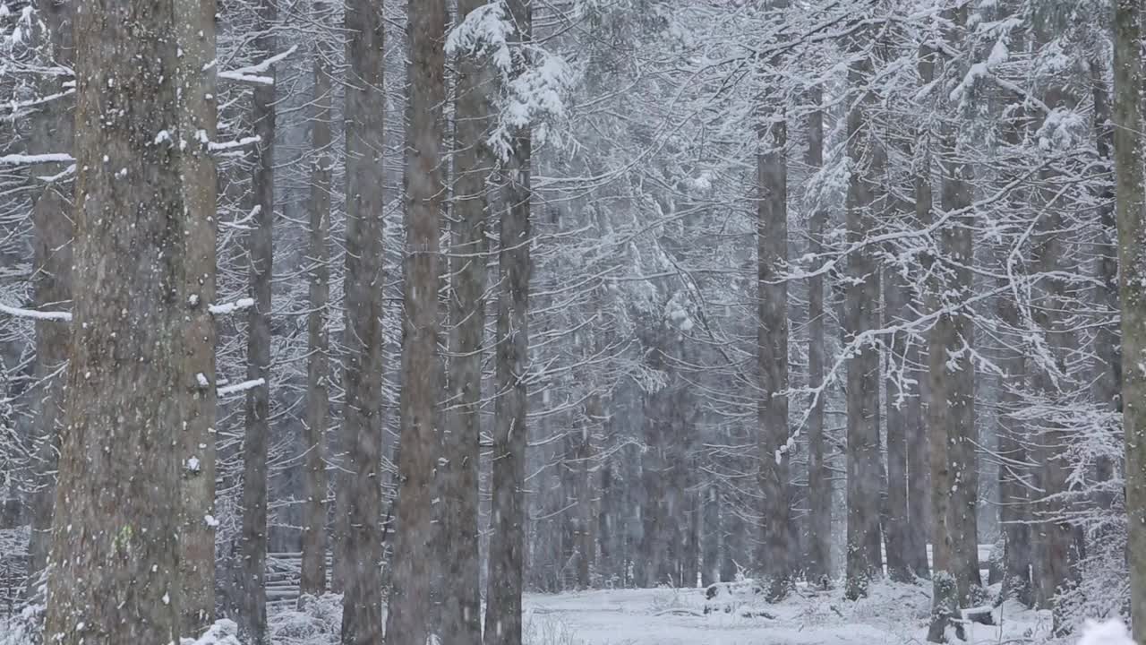 森林里下大雪视频素材