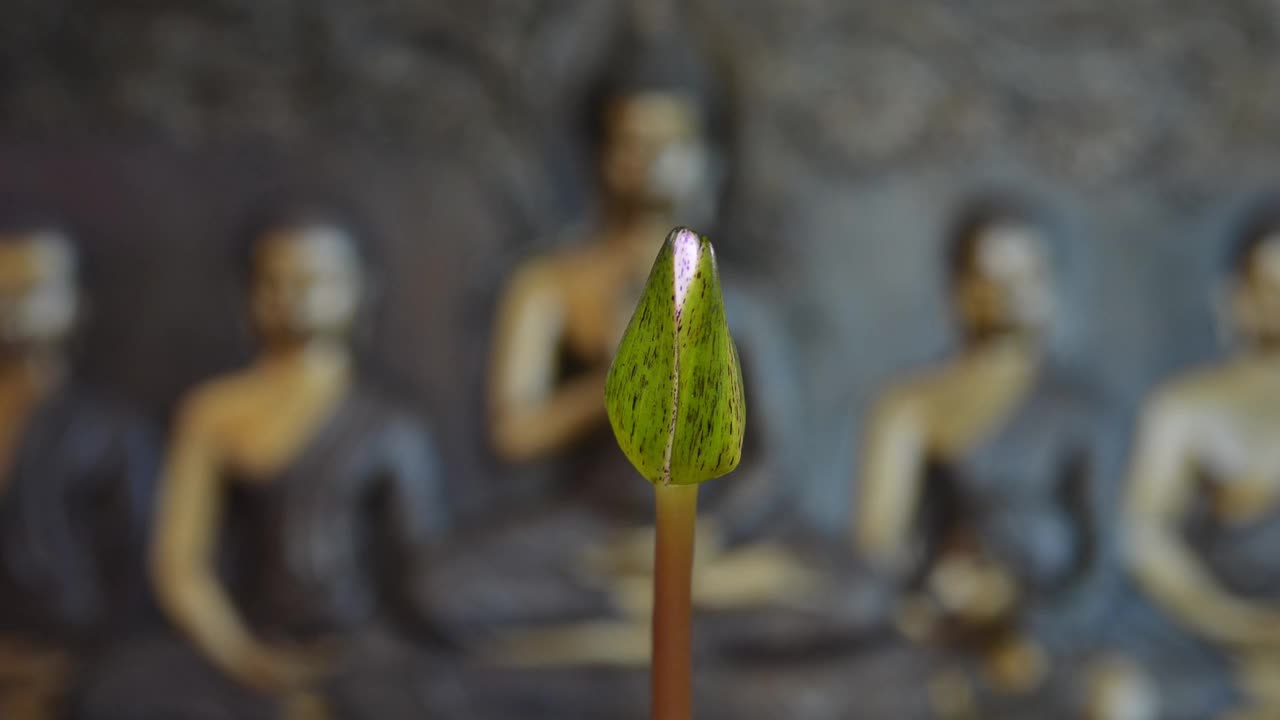 白睡莲花开的时光，睡莲盛开的时光视频素材