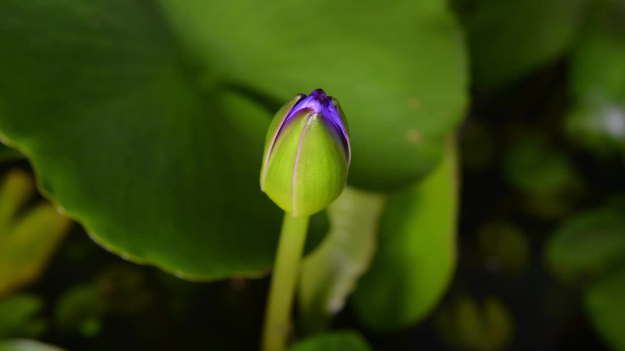 粉红睡莲花开在池塘里，睡莲盛开在时光里视频素材