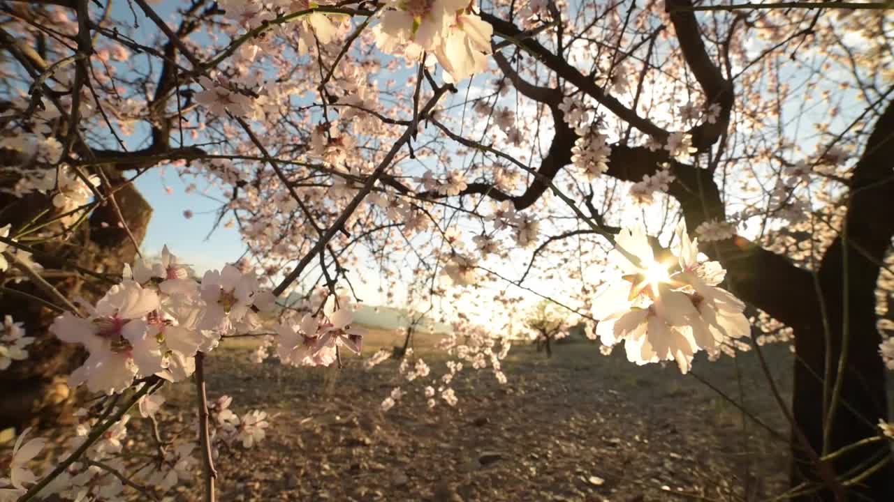 西班牙南部冬末开花的杏树视频素材