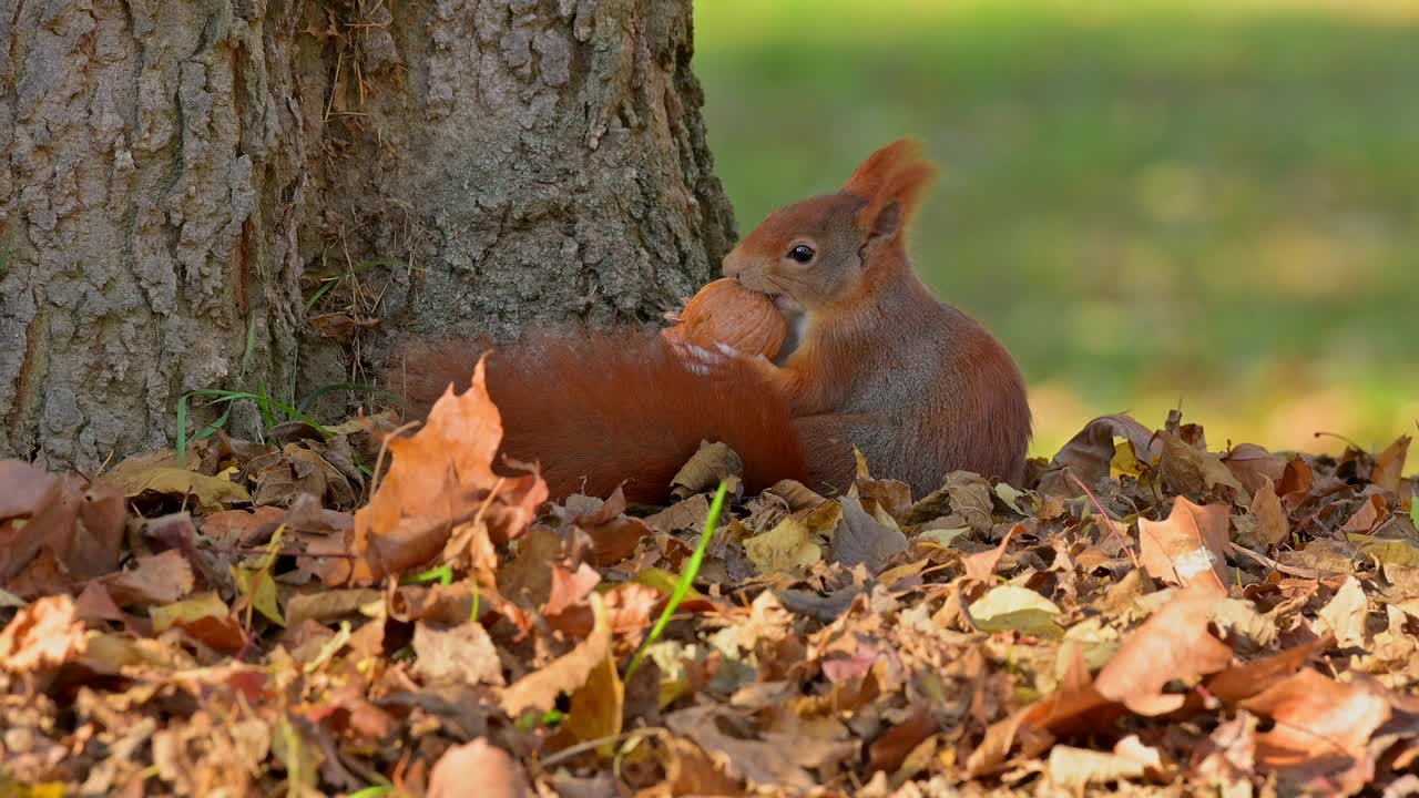 秋天的红松鼠，Sciurus vulgaris视频素材