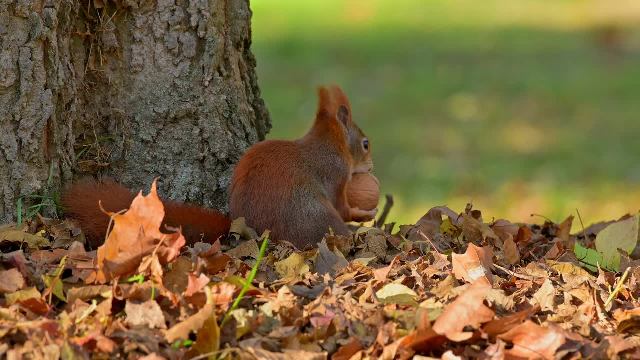 秋天的红松鼠，Sciurus vulgaris视频素材